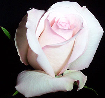leroi_damour@msn.com